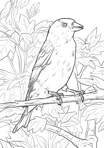 Eastern Goldfinch Coloring Page